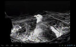 Eagle Nest Cam