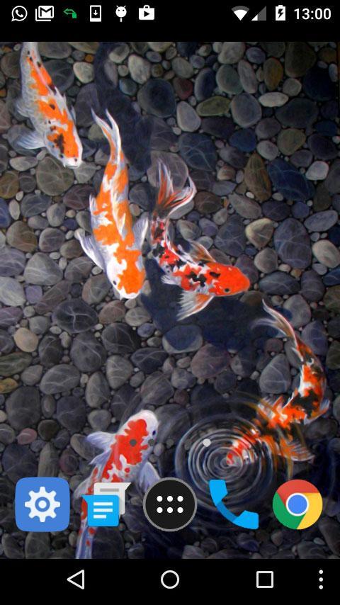 live koi pond wallpaper