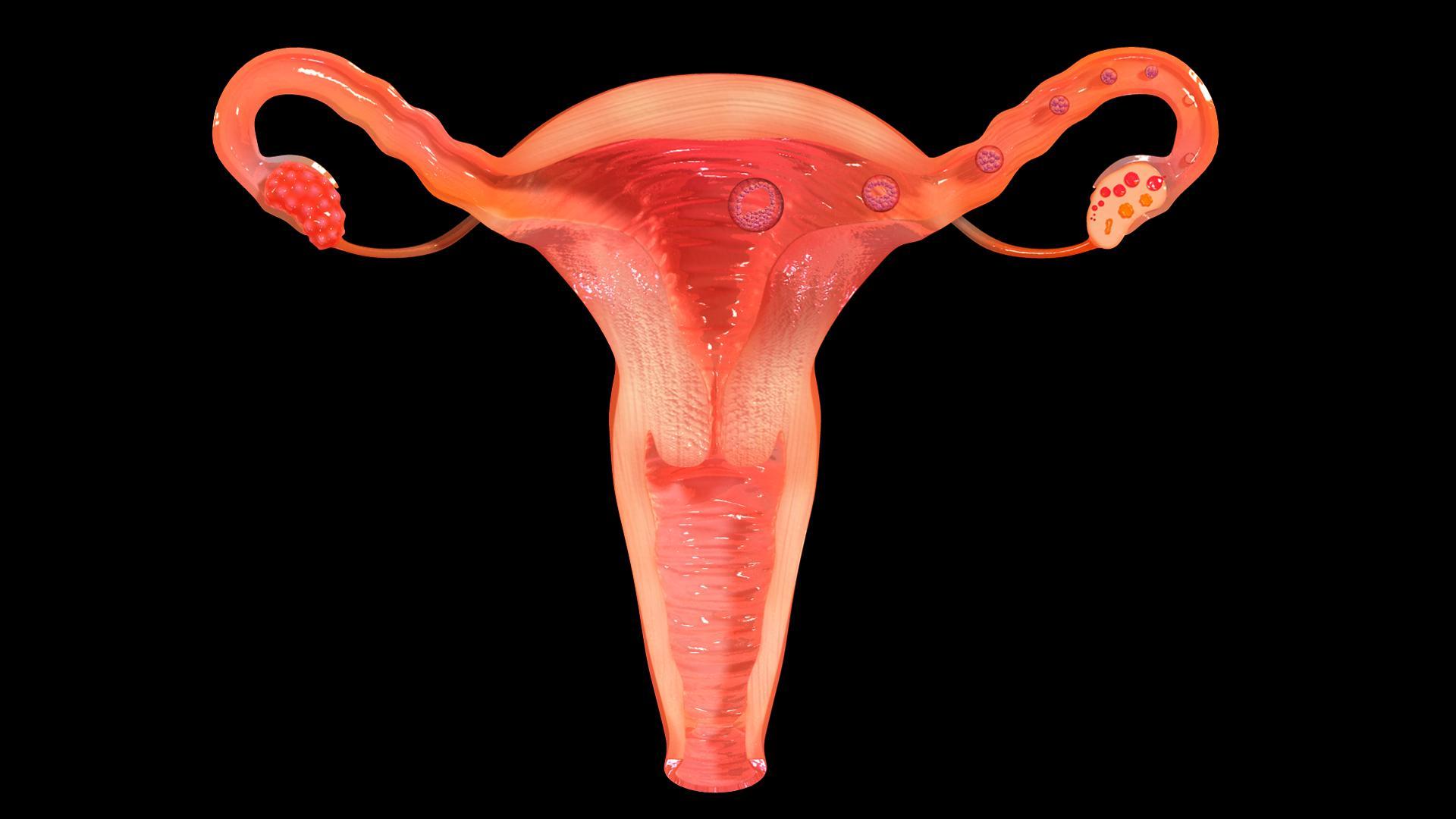 VR Female Reproductive System