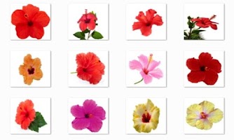 Hibiscus Flowers Onet Game