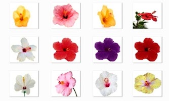 Hibiscus Flowers Onet Game