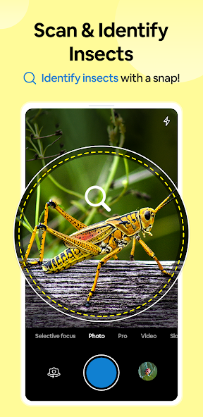 Insect Spider & Bug identifier