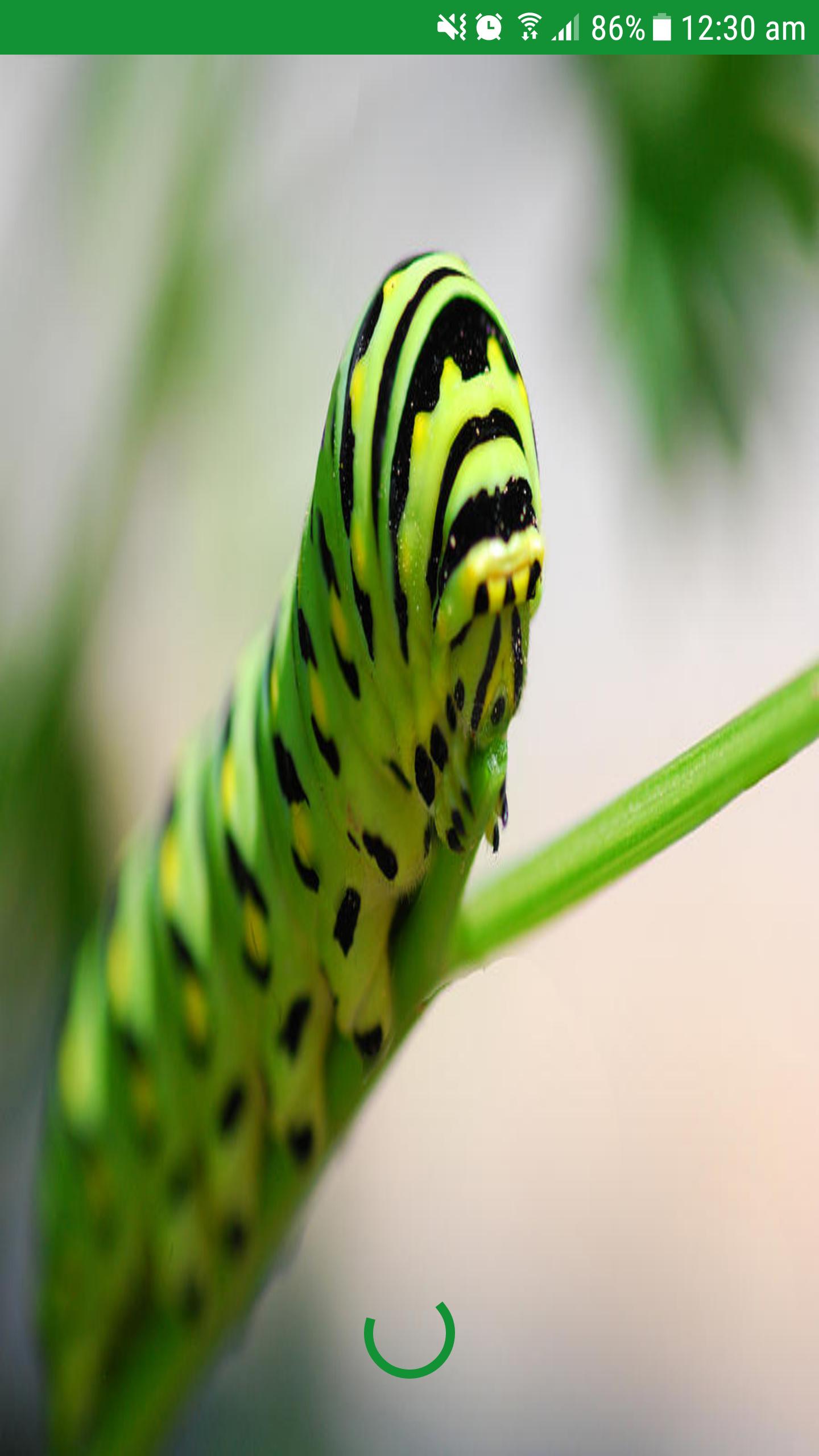 Pest Detection