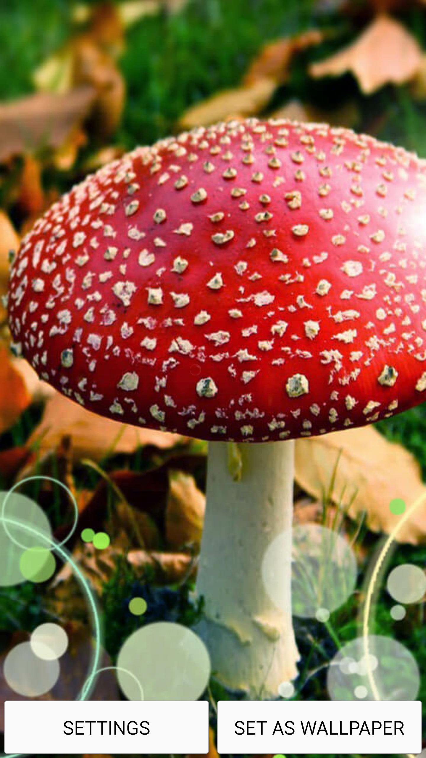 Mushrooms Live Wallpaper