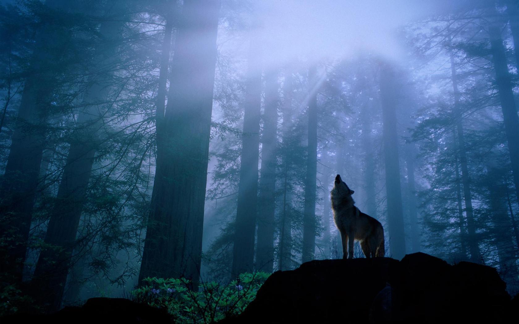 Wolf Pack 3 HD Live Wallpaper