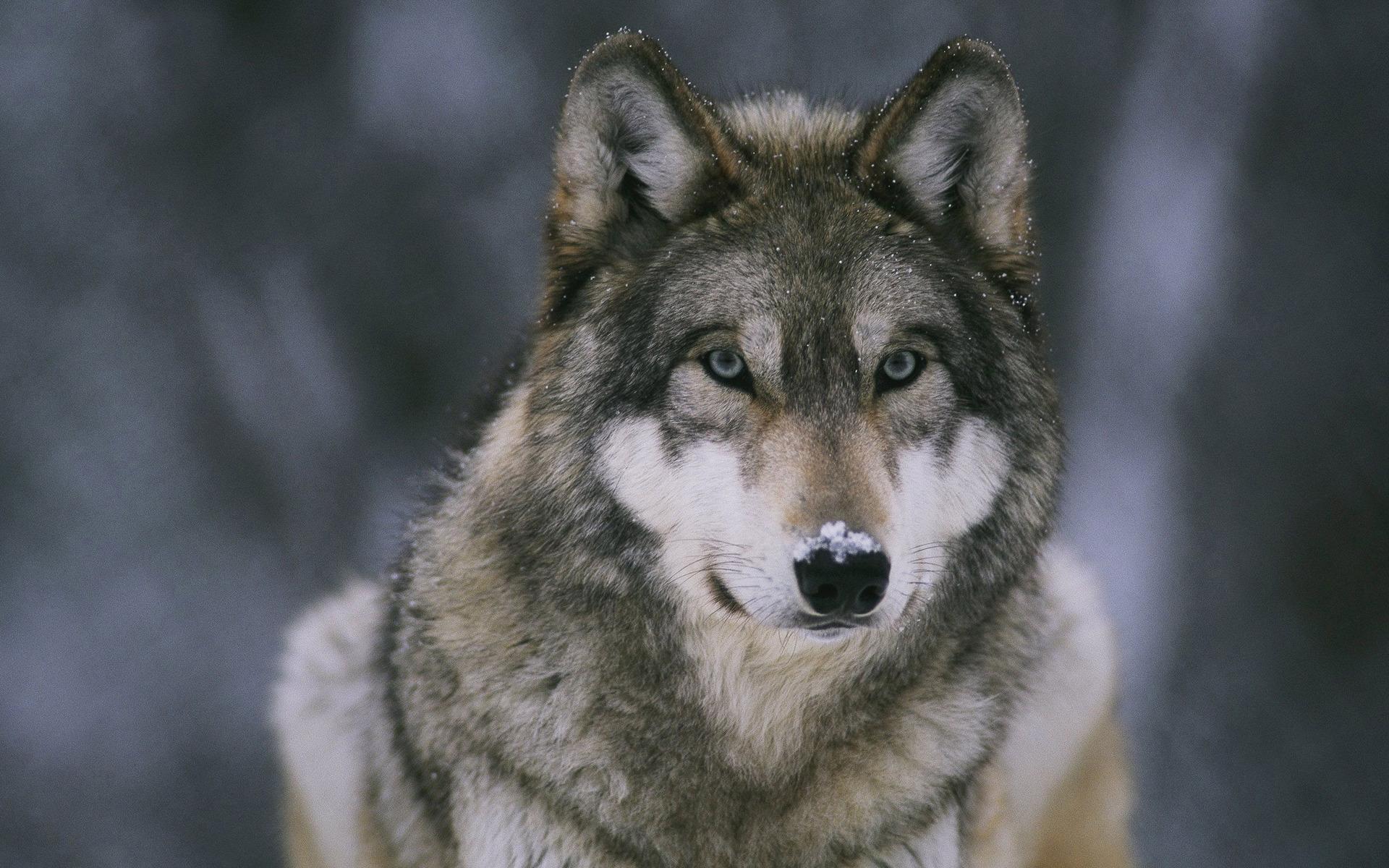 Wolf Pack 3 HD Live Wallpaper