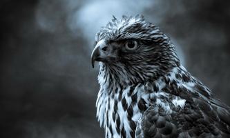 Falcon wallpapers